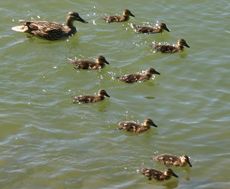 Stockente-mit-Jungen.jpg